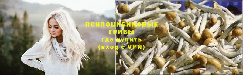 Псилоцибиновые грибы Psilocybe  Верхний Тагил 